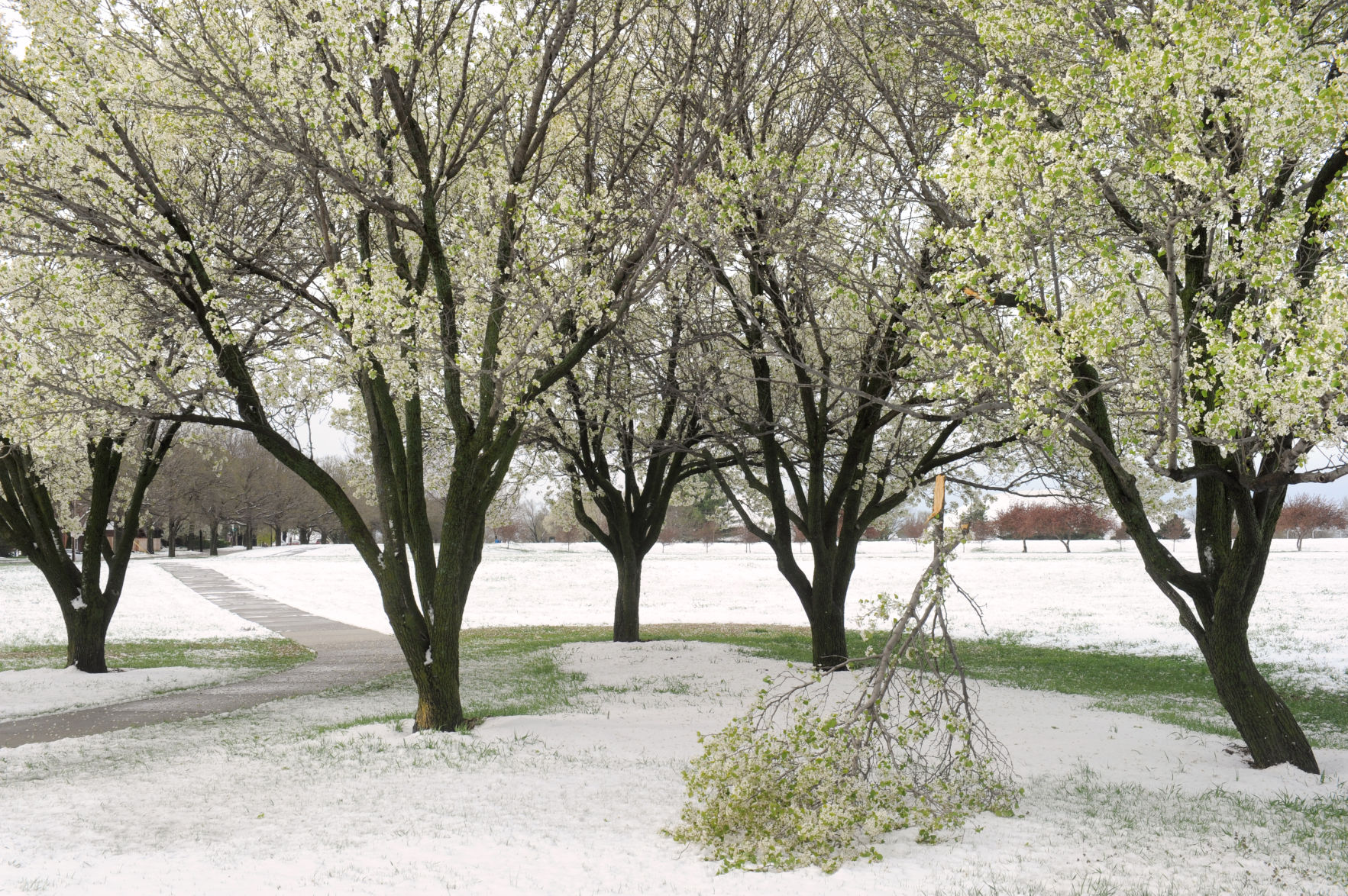 Snow in May
